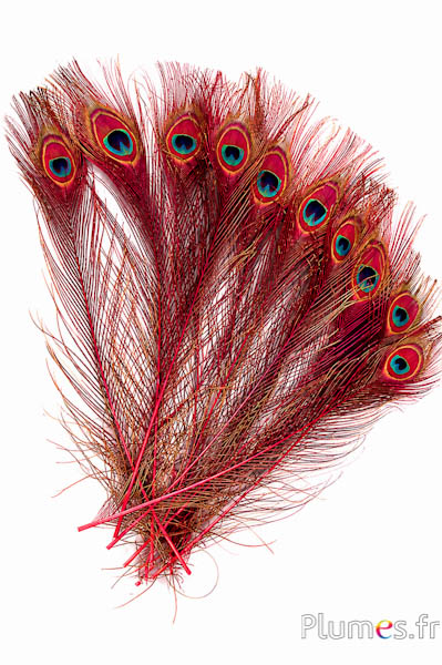 Pauw blauw - 38-42 cm - karmijn